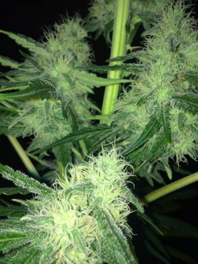 my-best-plant-to-date-10.jpeg