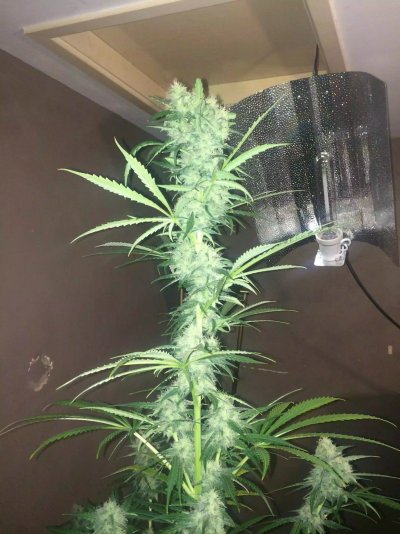 My best plant to date!