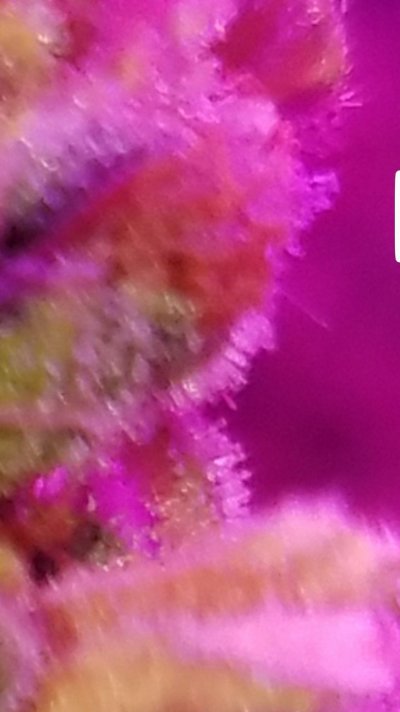 Screenshot_20200206-120529_Gallery.jpg
