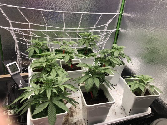 New Pheno hunt! Wedding cake x Wookies fem and cookies n cake x Kush mints 11