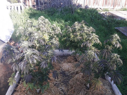 Plumber's First Coco Grow