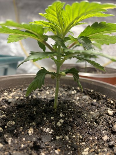 Blue Dream Feminized Tent Grow