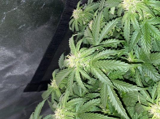 Highest Cut First Grow