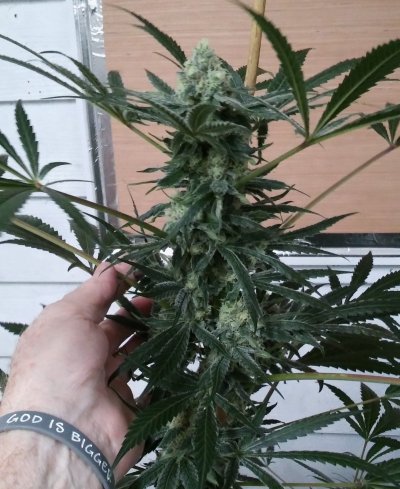 Winter grow...….