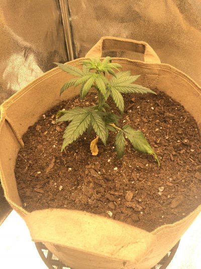 what deficiency?