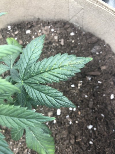 what deficiency?