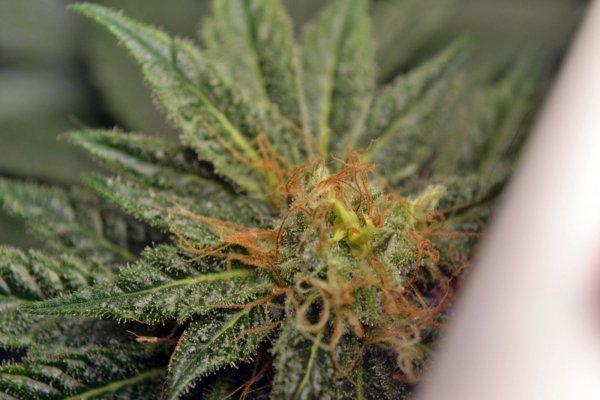 Ethos "Cookies" - a limited edition release