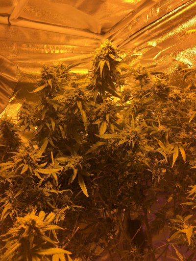 I’m a greenhorn grower from IL