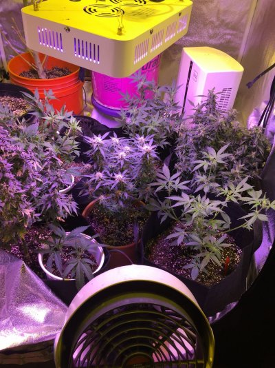 I’m a greenhorn grower from IL