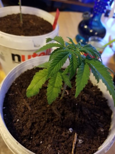 Help me please, all of a sudden my bottom leaves started to die off.