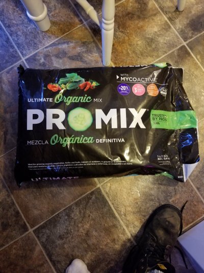 Help me please, all of a sudden my bottom leaves started to die off.