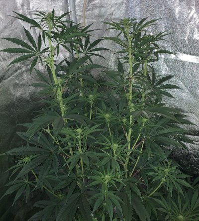 Grow Lab: Diverse Methods