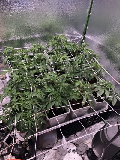 New Pheno hunt! Wedding cake x Wookies fem and cookies n cake x Kush mints 11