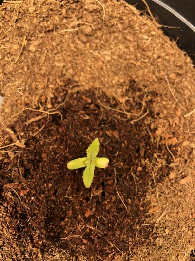 razz-first-grow-2.jpeg