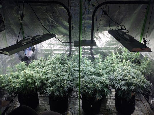 Led grow light