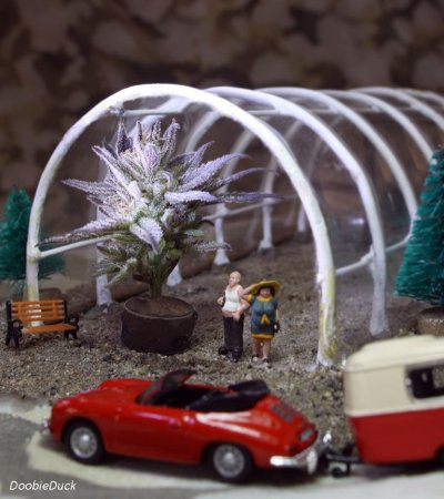 Doobie's Still Kickin 2020 Summer Grow