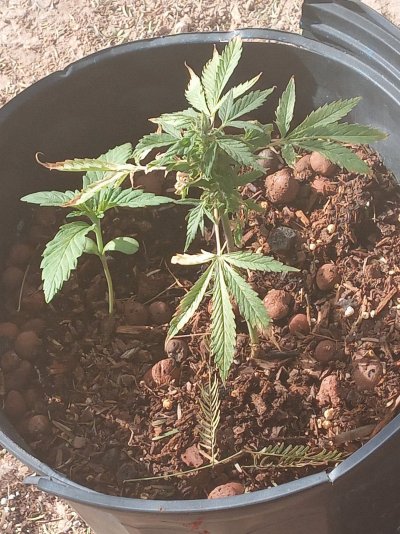 4 month weed plant