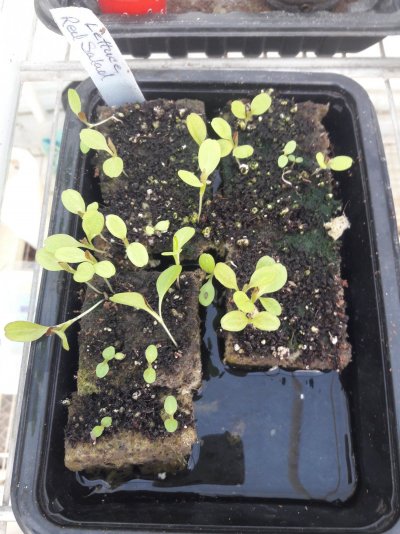 Plumber's First Coco Grow