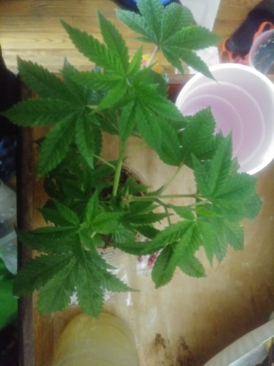 Is this eary sign of cal-mag deficiencies, please help
