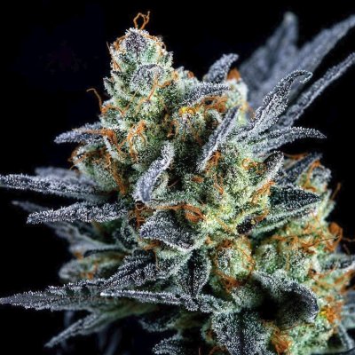 chemcookies_166.jpg