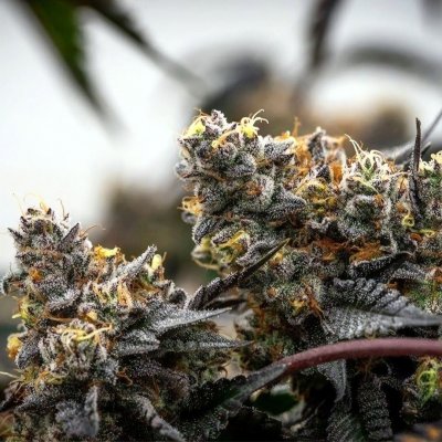 chemcookies_141.jpg