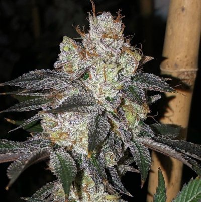 chemcookies_139.jpg