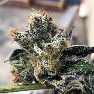chemcookies_126.jpg