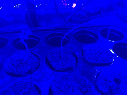 Possible Stunted growth on White Widow Auto fem seedlings
