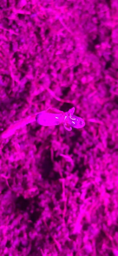 Possible Stunted growth on White Widow Auto fem seedlings