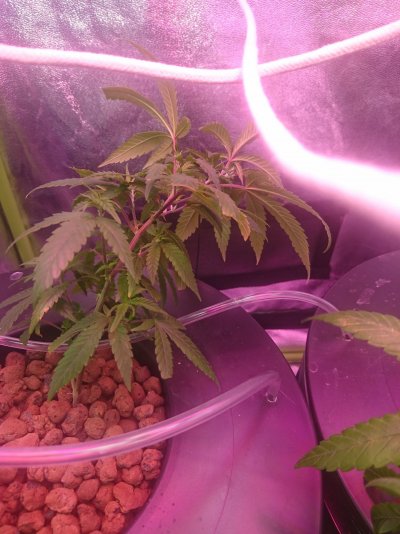 question about ppms