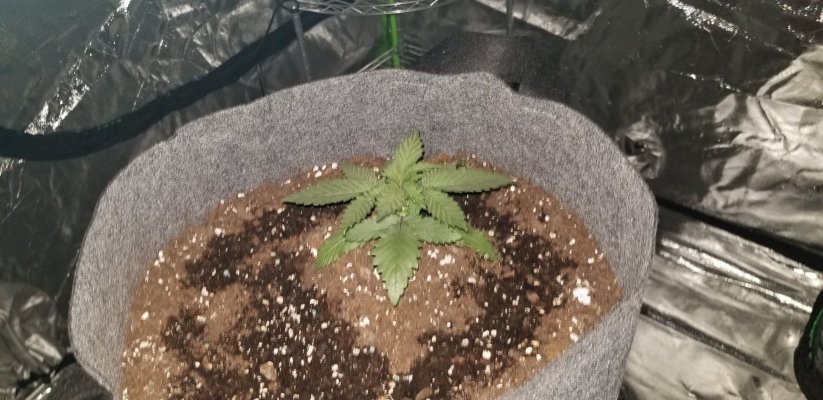 holy-roller-og-day-18.jpg