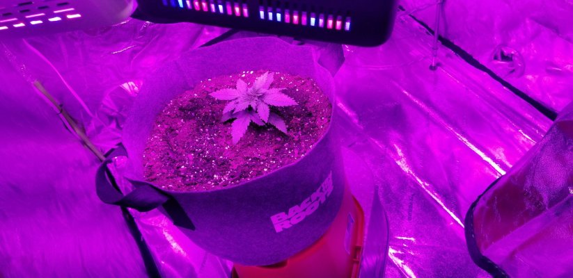 holy-roller-og-day-18-2.jpg