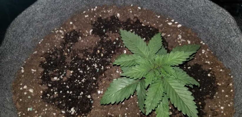 holy-roller-og-day-18-4.jpg