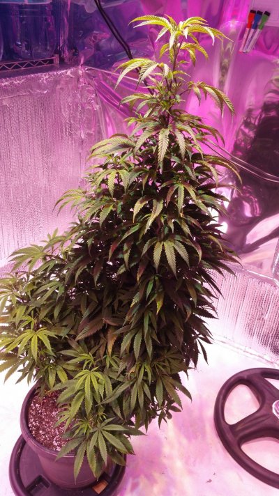 Help me save this plant!!