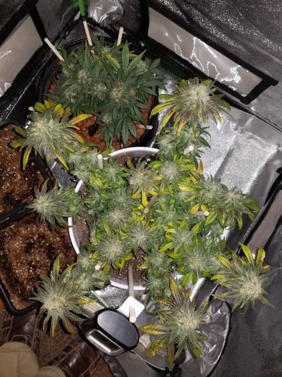 unknown-strain-producing-genetic-foxtails-2.jpg