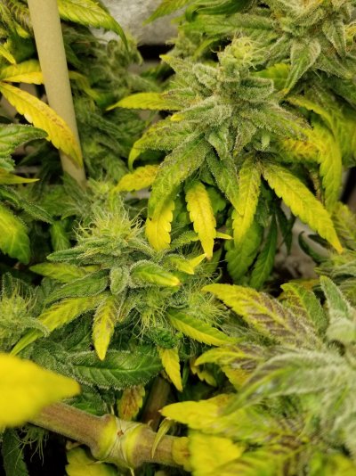 Unknown strain producing genetic foxtails?
