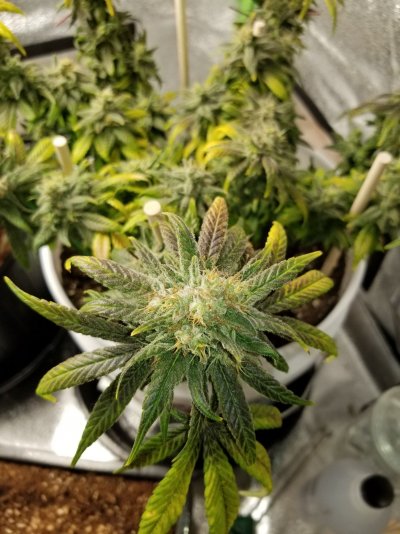 Unknown strain producing genetic foxtails?