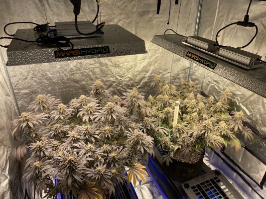 Mars Hydro TSW2000 From Seed to Harvest
