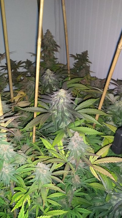 Mimosa Breath