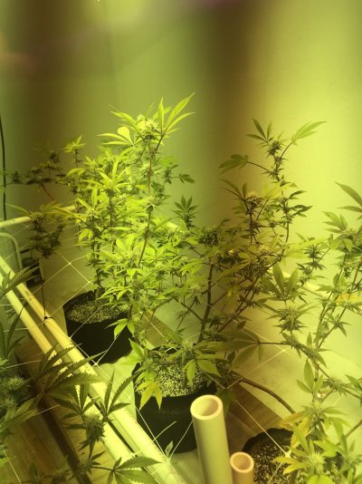 N toxicity?
