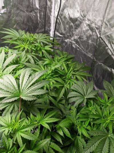 IMG_20200219_213603.jpg