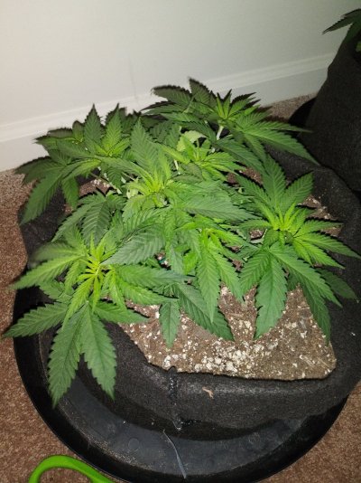 What yall think