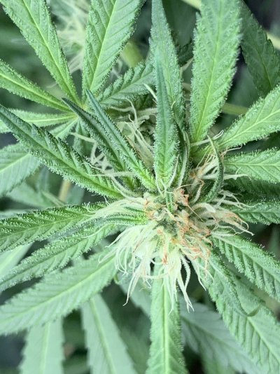 Pistol Hairs look burnt?!