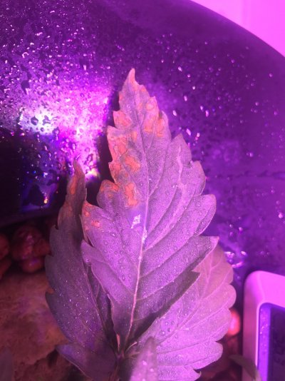 Help with Diagnosis