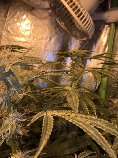 7th week of flower... small buds?