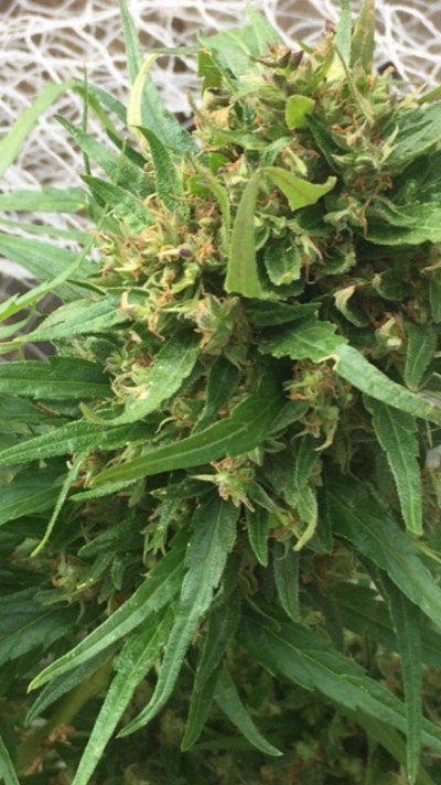 Is my plant ready?