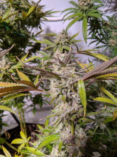 To flush or not to flush?