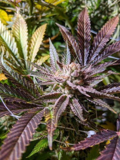 To flush or not to flush?