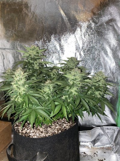 Highest Cut First Grow