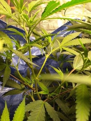 one week on 12/12 and no BUDs or idk are they or not...